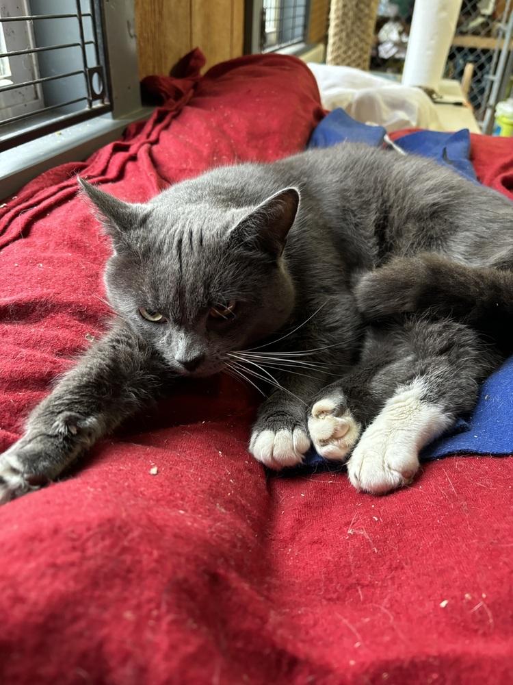 Enlarge GRAYSON, a Adopted mixed breed in New Woodstock, NY image 4/4