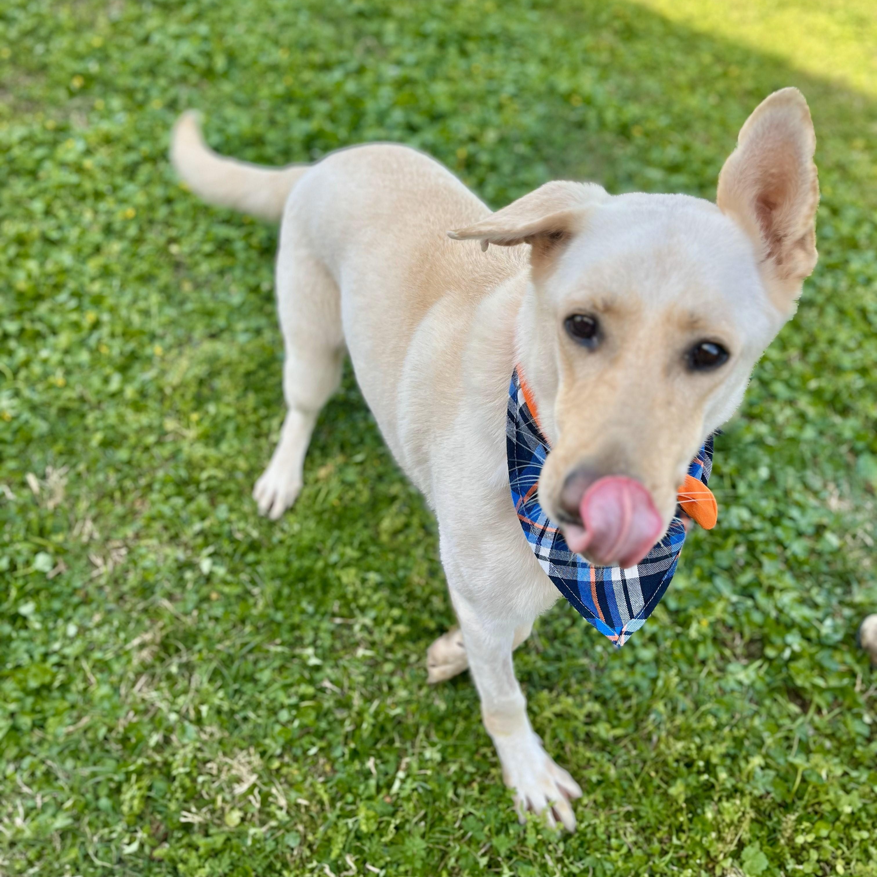 Enlarge Moscow Mule, a Adoptable German Shepherd Dog in angleton, TX image 6/6