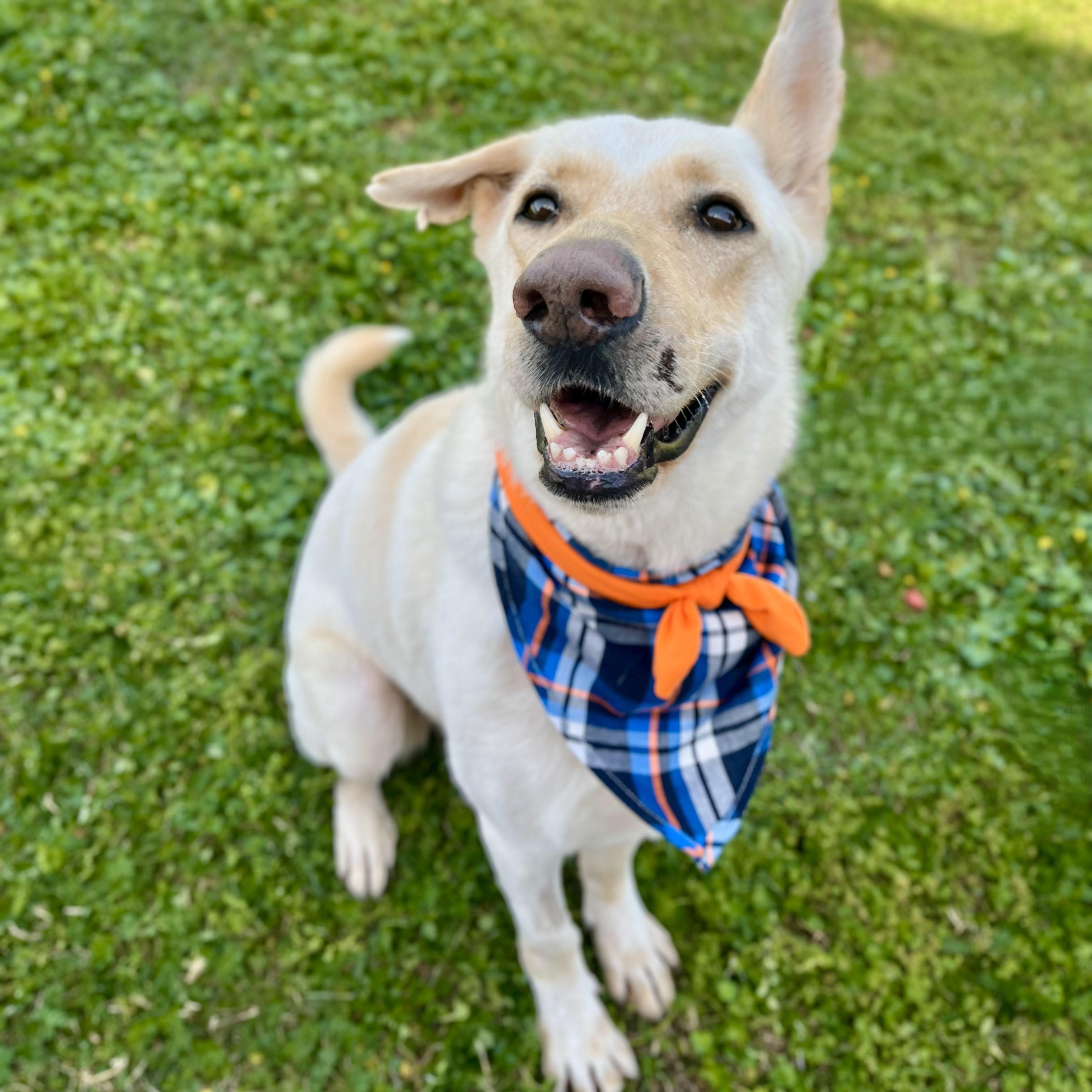 Moscow Mule, Adoptable, Adult Male German Shepherd Dog.
