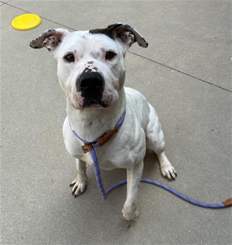 RAINBOW, Adoptable, Adult Female Pit Bull Terrier.