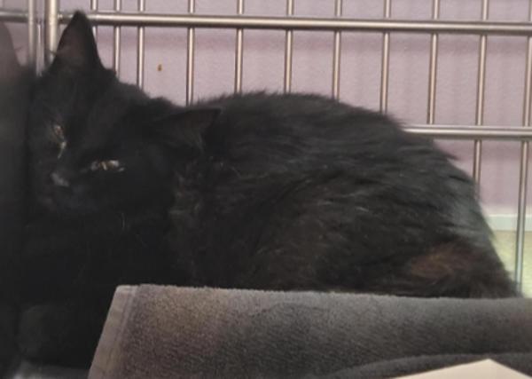 Enlarge Delfina - Barn Cat, a Adoptable mixed breed in Vancouver, WA image 1/1