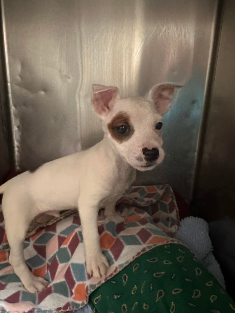 DJ, an adopted Terrier Mix in Baton Rouge, LA_image-1