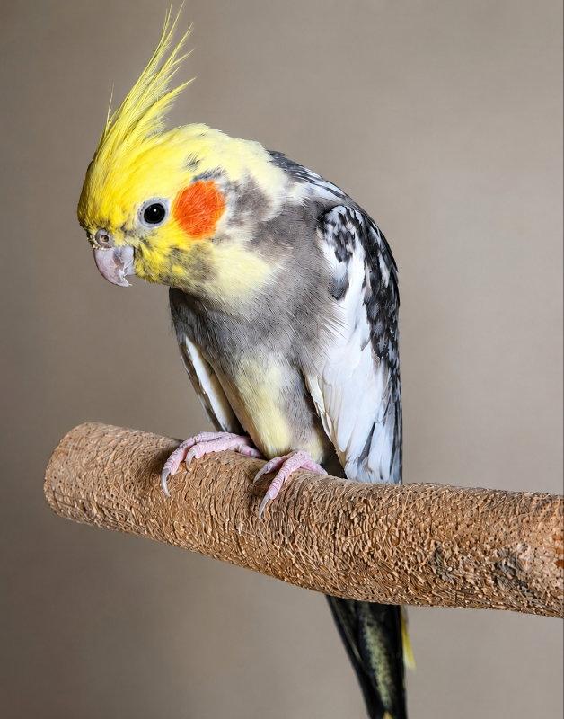 Hollis, Adoptable, Young Female Cockatiel.