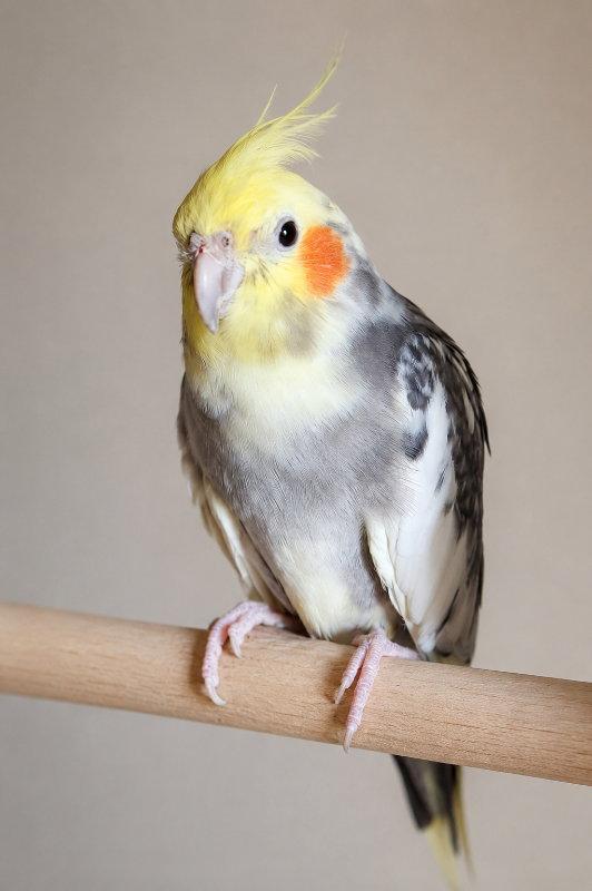 Enlarge Hollis, a Adoptable Cockatiel in Mankato, MN image 2/3