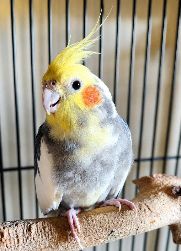 Enlarge Hollis, a Adoptable Cockatiel in Mankato, MN image 3/3