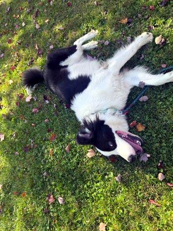 Enlarge William, a Adoptable mixed breed in Bedford Hills, NY image 5/6