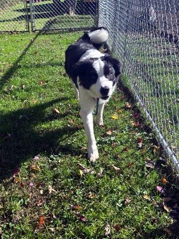 Enlarge William, a Adoptable mixed breed in Bedford Hills, NY image 4/6