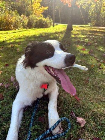Enlarge William, a Adoptable mixed breed in Bedford Hills, NY image 3/6