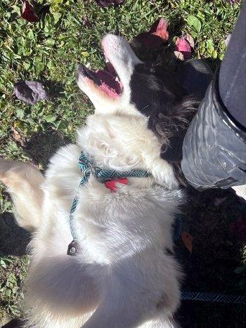 Enlarge William, a Adoptable mixed breed in Bedford Hills, NY image 6/6
