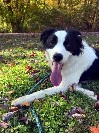 William, Adoptable, Young Male Collie.