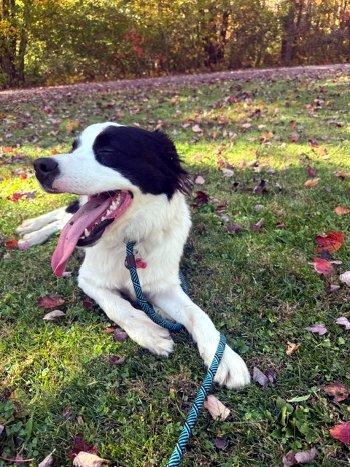 Enlarge William, a Adoptable mixed breed in Bedford Hills, NY image 2/6