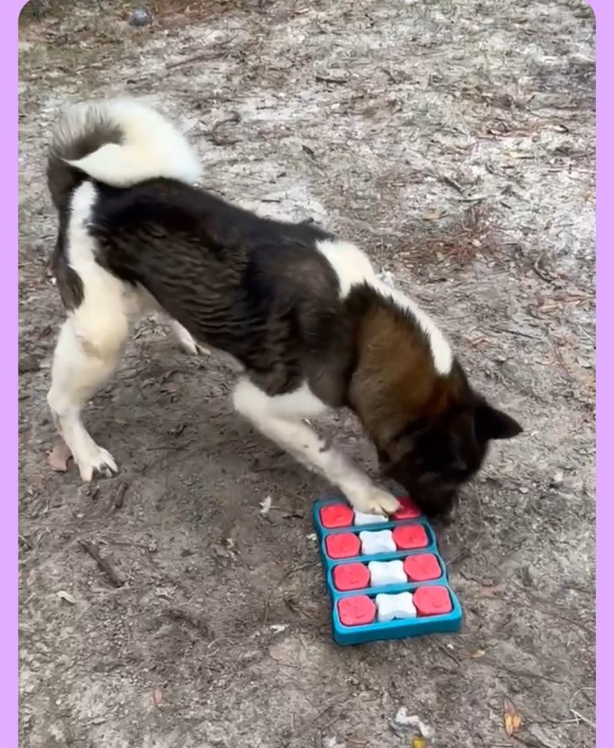 Enlarge Fulton, a Adoptable Akita in Jacksonville, FL image 1/5