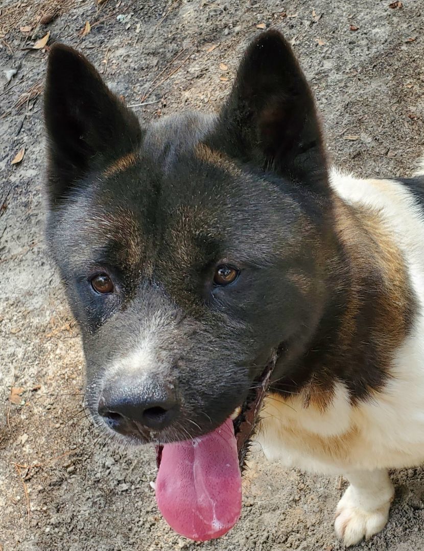 Enlarge Fulton, a Adoptable Akita in Jacksonville, FL image 2/5