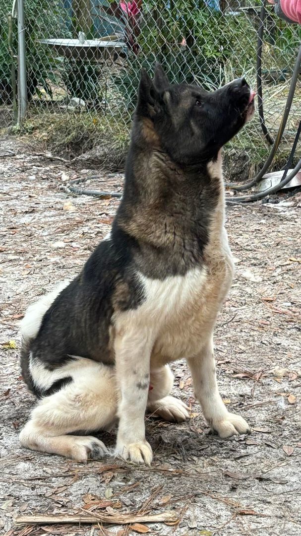 Enlarge Fulton, a Adoptable Akita in Jacksonville, FL image 3/5