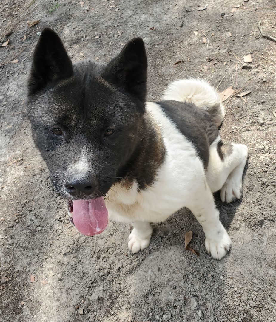 Enlarge Fulton, a Adoptable Akita in Jacksonville, FL image 4/5