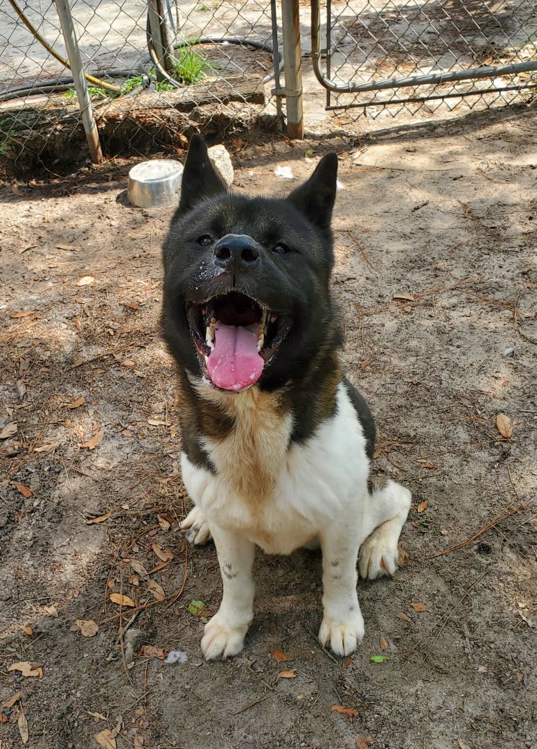 Enlarge Fulton, a Adoptable Akita in Jacksonville, FL image 5/5