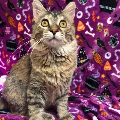Cleo, Adoptable, Young Female Domestic Short Hair.