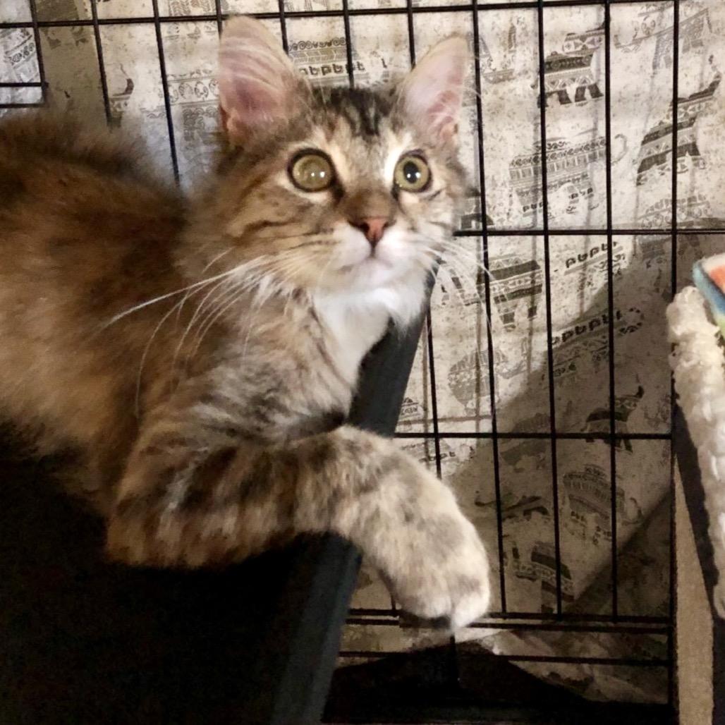 Cleo, Adoptable, Kitten Female Domestic Short Hair.