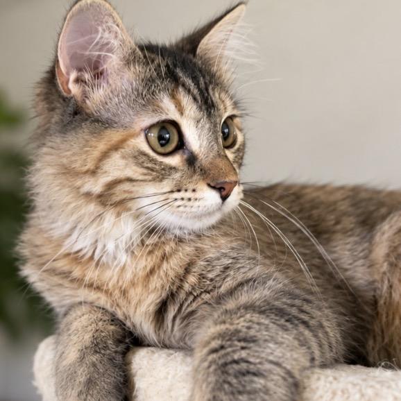 Enlarge Cleo, a Adoptable Domestic Short Hair in Bountiful, UT image 2/3