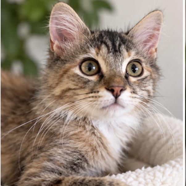 Enlarge Cleo, a Adoptable Domestic Short Hair in Bountiful, UT image 3/3
