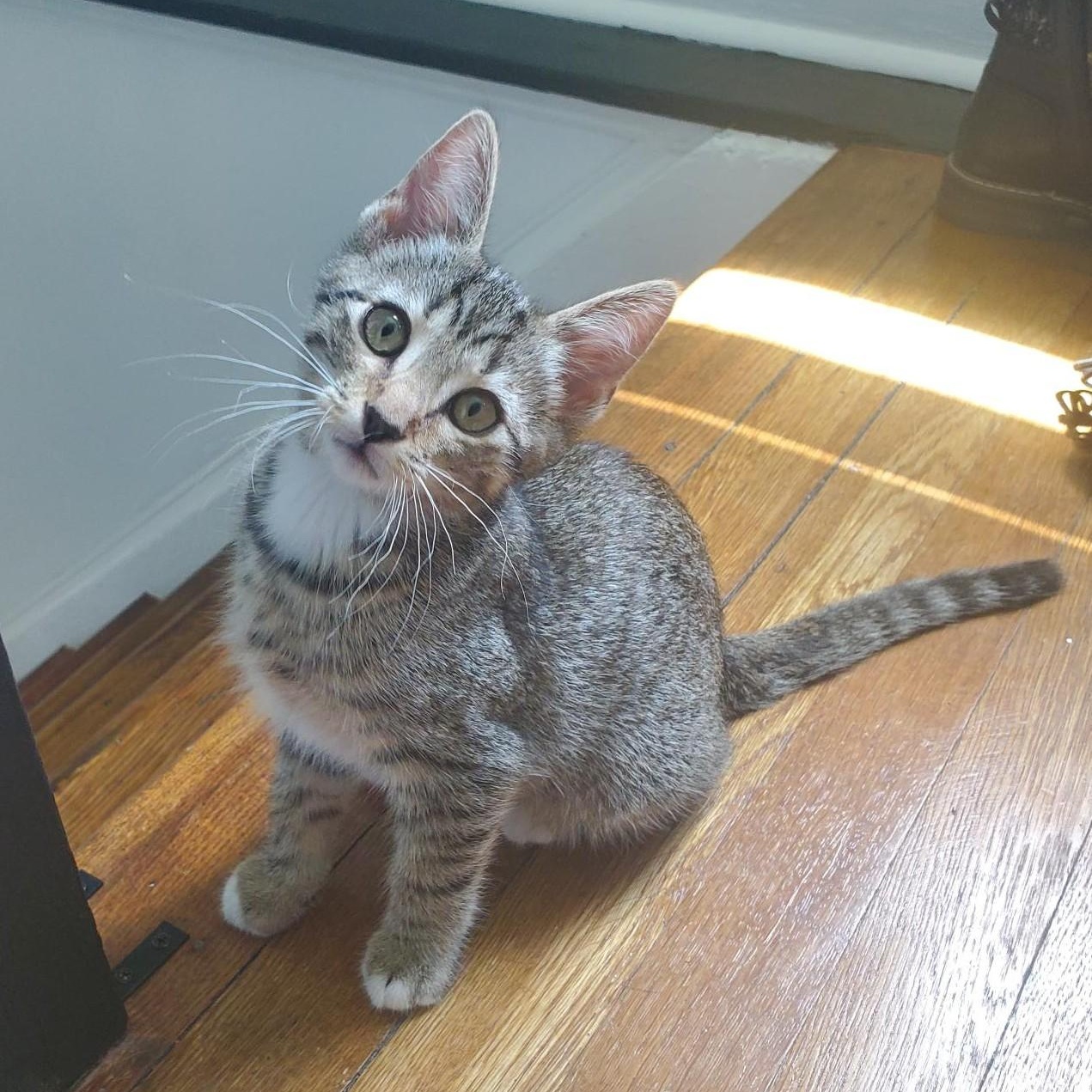 Enlarge Instacart, an adopted Domestic Short Hair in Richmond, VA image 1/1