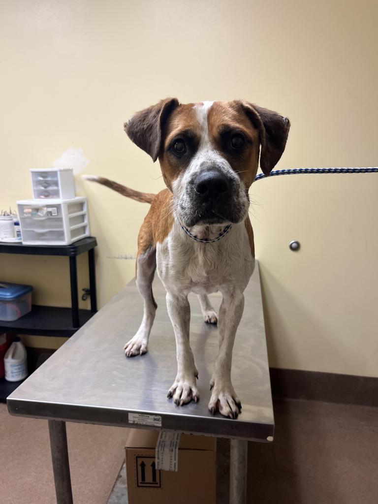LEVI (Tito), Adoptable, Young Male Mixed Breed.