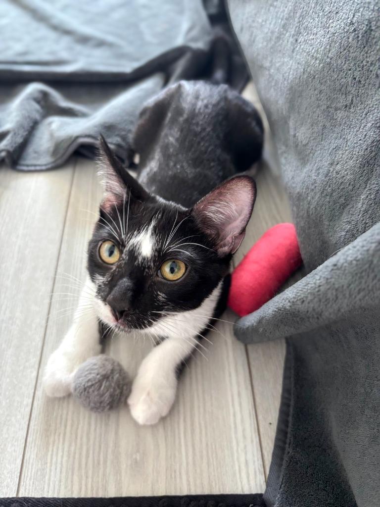 Vaporeon, Adoptable, Young Male Domestic Short Hair.