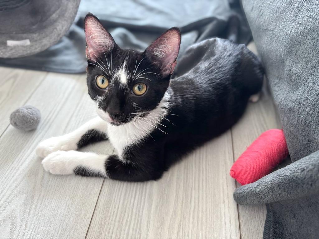 Enlarge Vaporeon, a Adoptable mixed breed in Calgary, AB image 4/6