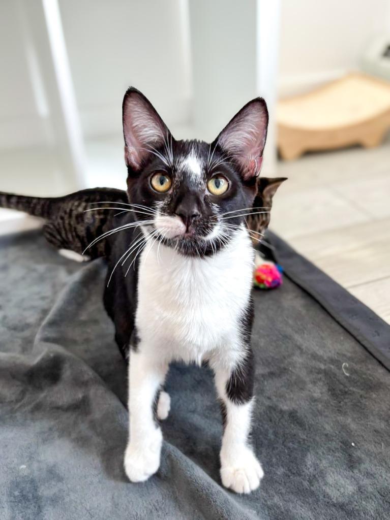 Enlarge Vaporeon, a Adoptable mixed breed in Calgary, AB image 6/6