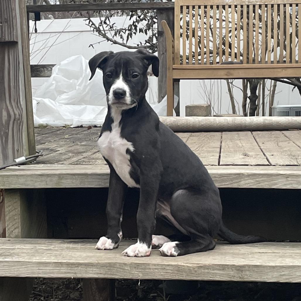 Emerald, Adoptable, Puppy Female Wirehaired Terrier & Pit Bull Terrier.