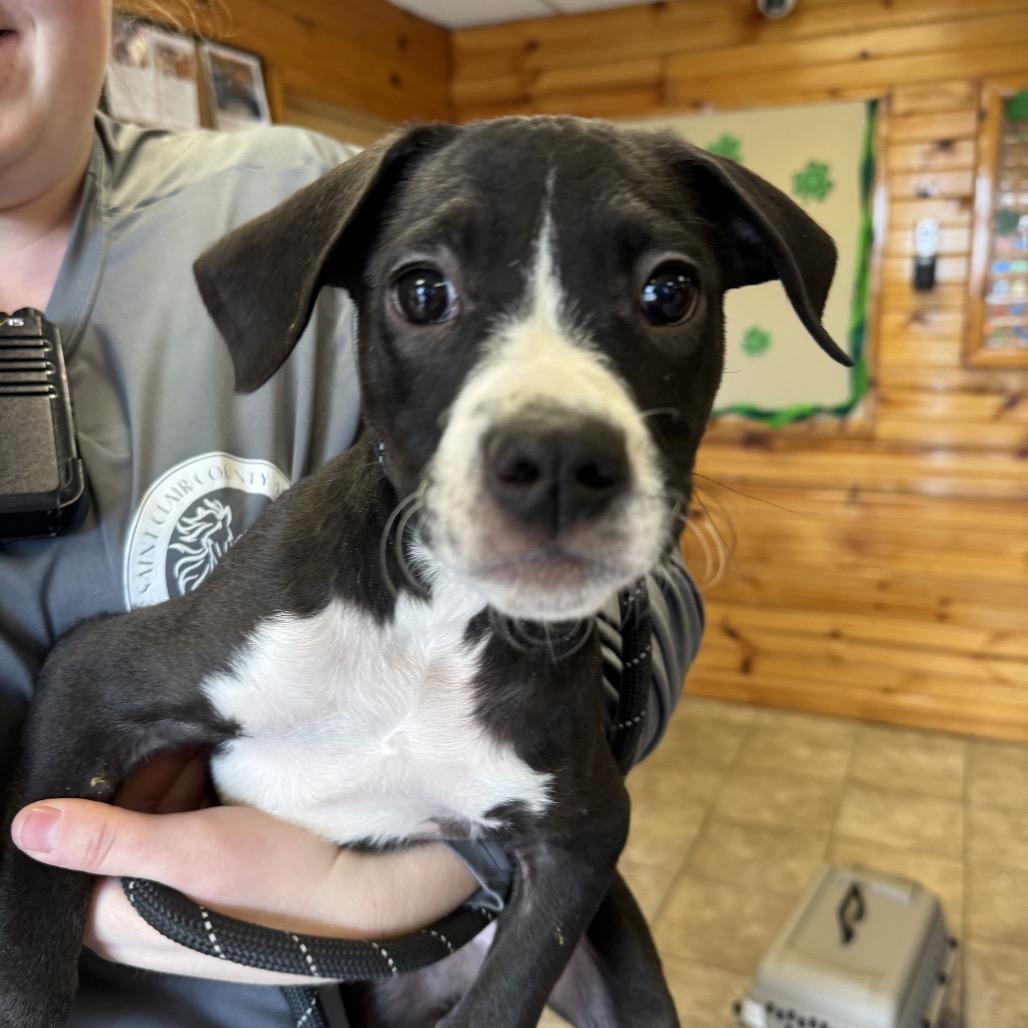 Enlarge Emerald, a Adoptable mixed breed in Northville, MI image 2/4