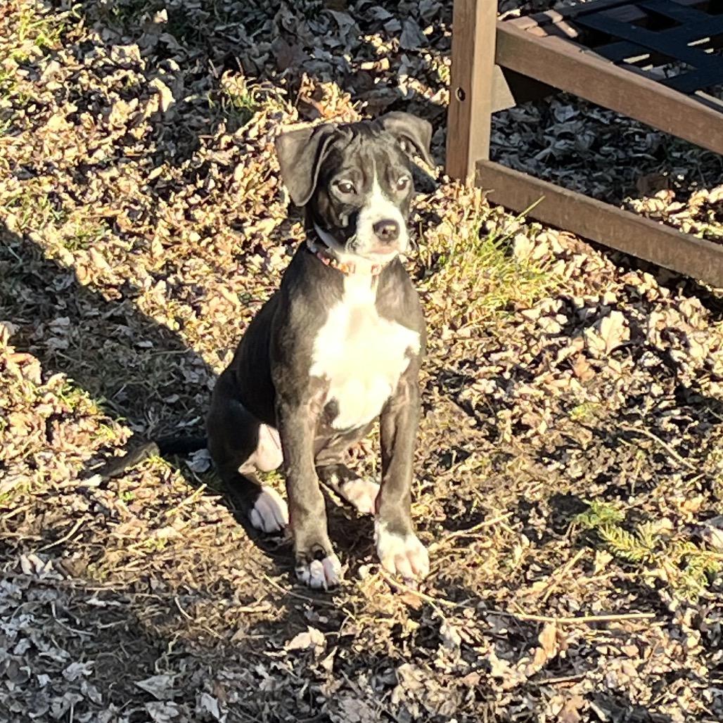 Enlarge Emerald, a Adoptable mixed breed in Northville, MI image 3/4