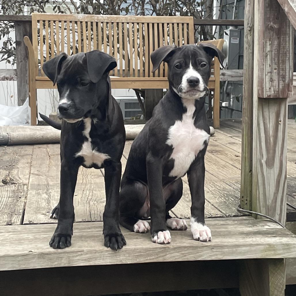 Enlarge Emerald, a Adoptable mixed breed in Northville, MI image 4/4