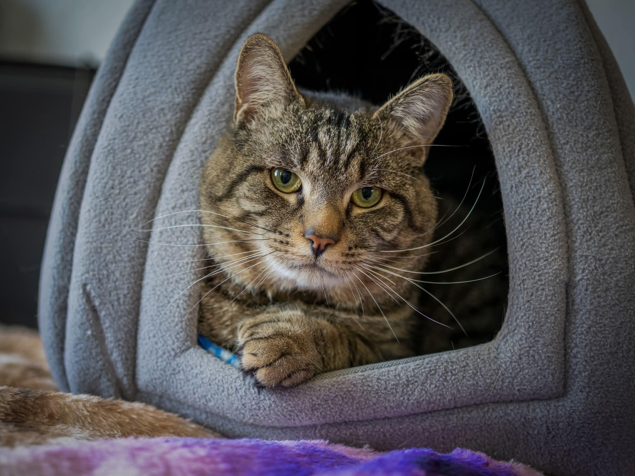 Enlarge Tom , an adopted Domestic Short Hair in HANSON, MA image 1/2