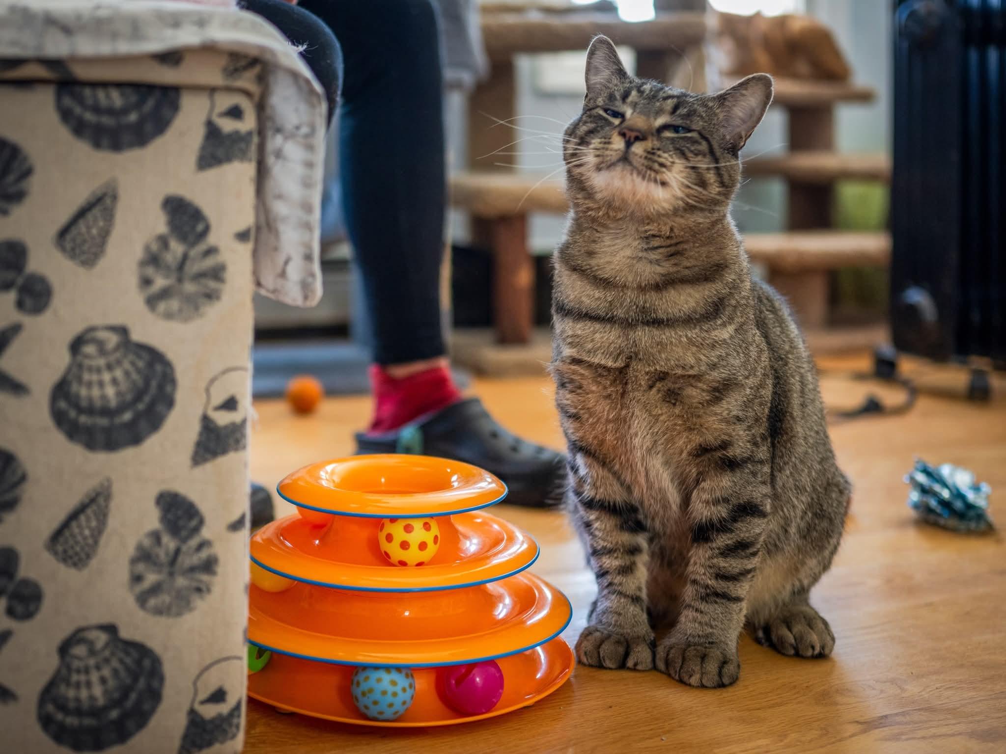 Enlarge Tom , an adopted Domestic Short Hair in HANSON, MA image 2/2