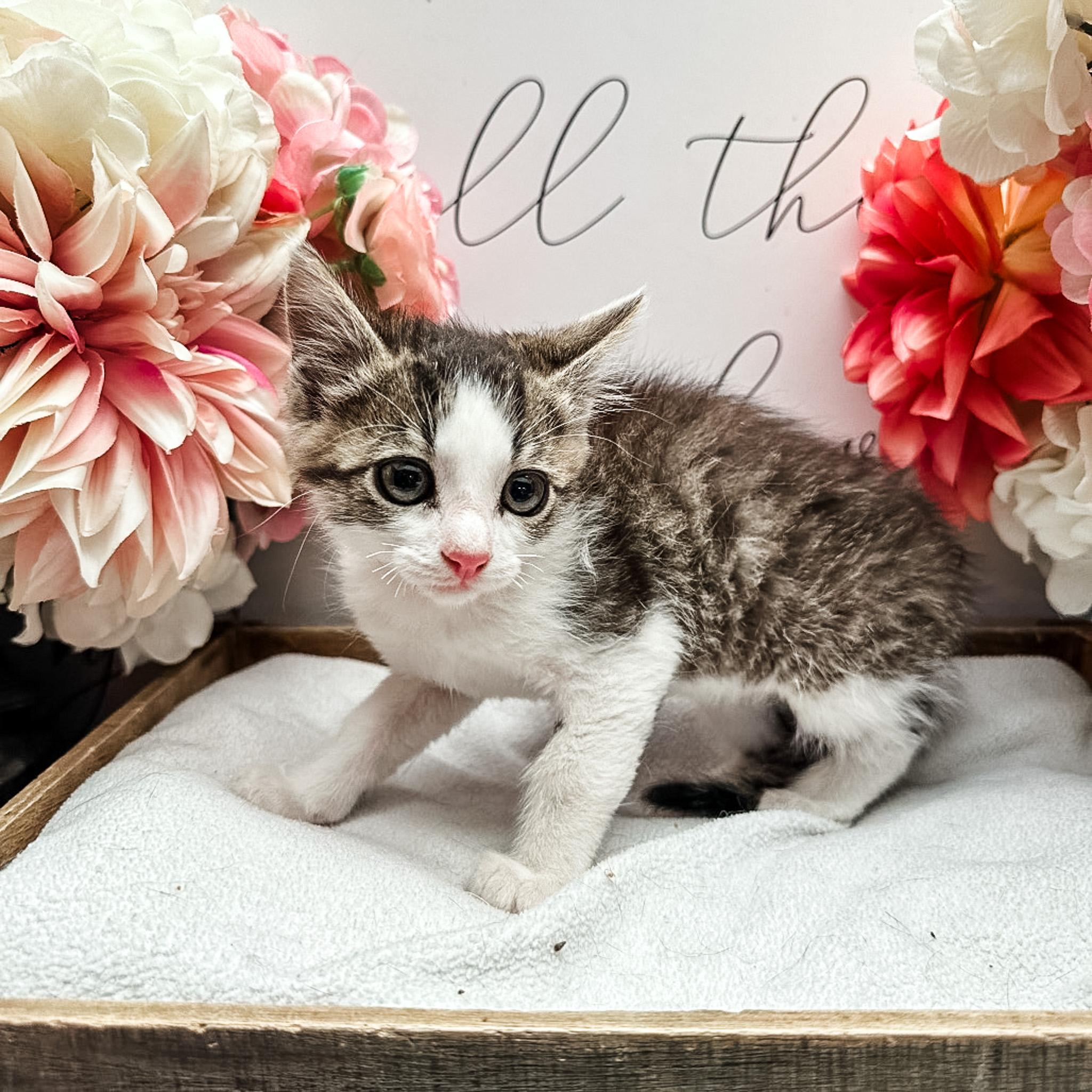 Paprika, Adoptable, Kitten Female Domestic Short Hair.
