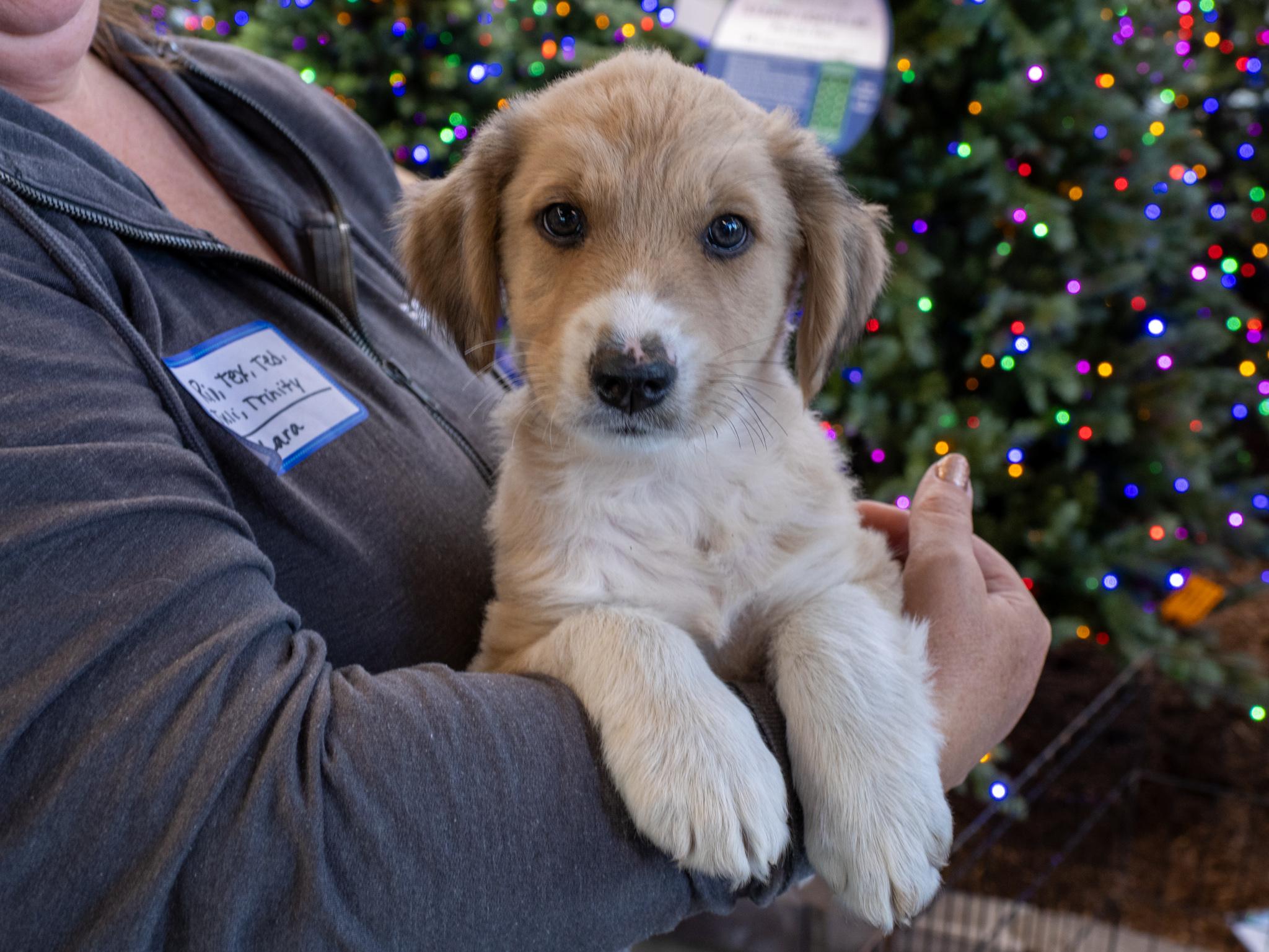 Enlarge Tex, a Adoptable mixed breed in Minneapolis, MN image 3/6