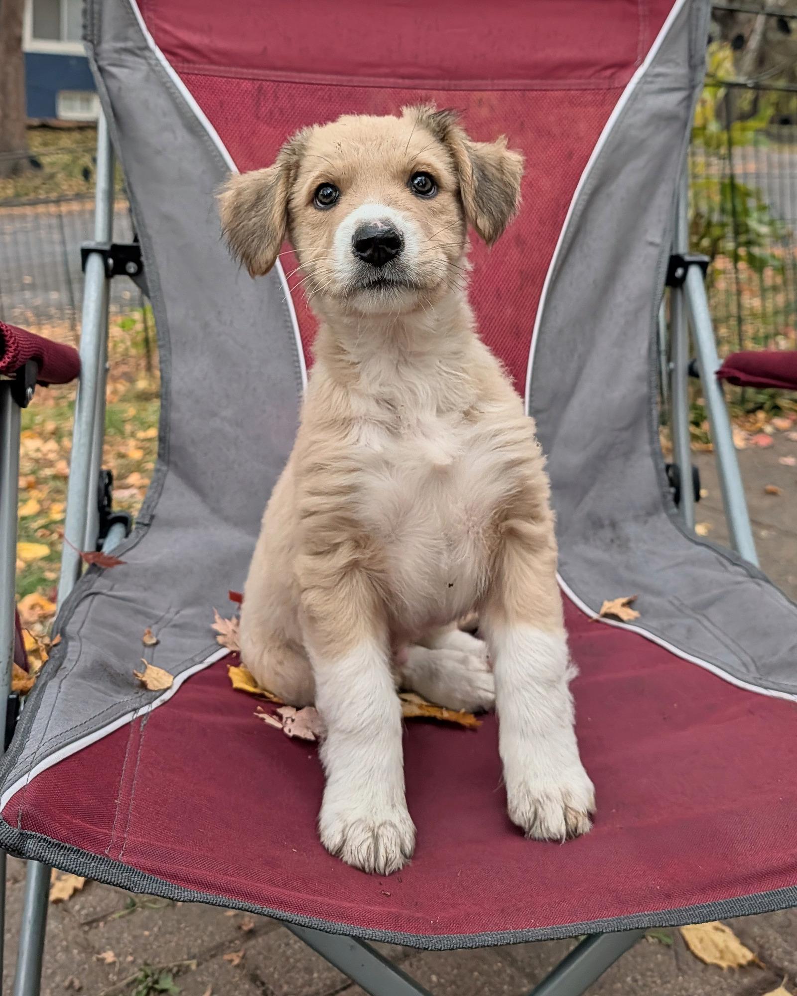 Enlarge Tex, a Adoptable mixed breed in Minneapolis, MN image 5/6