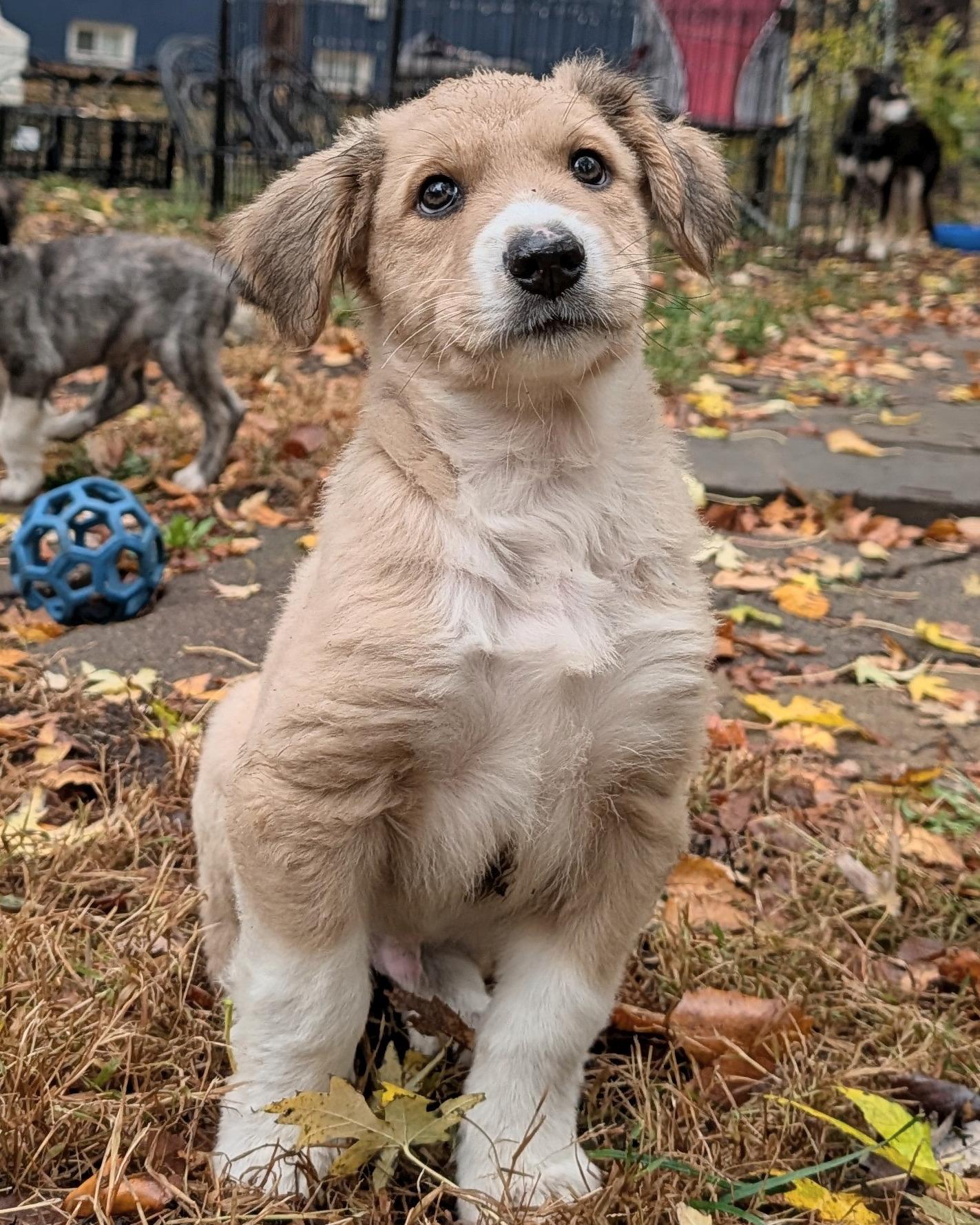 Enlarge Tex, a Adoptable mixed breed in Minneapolis, MN image 4/6