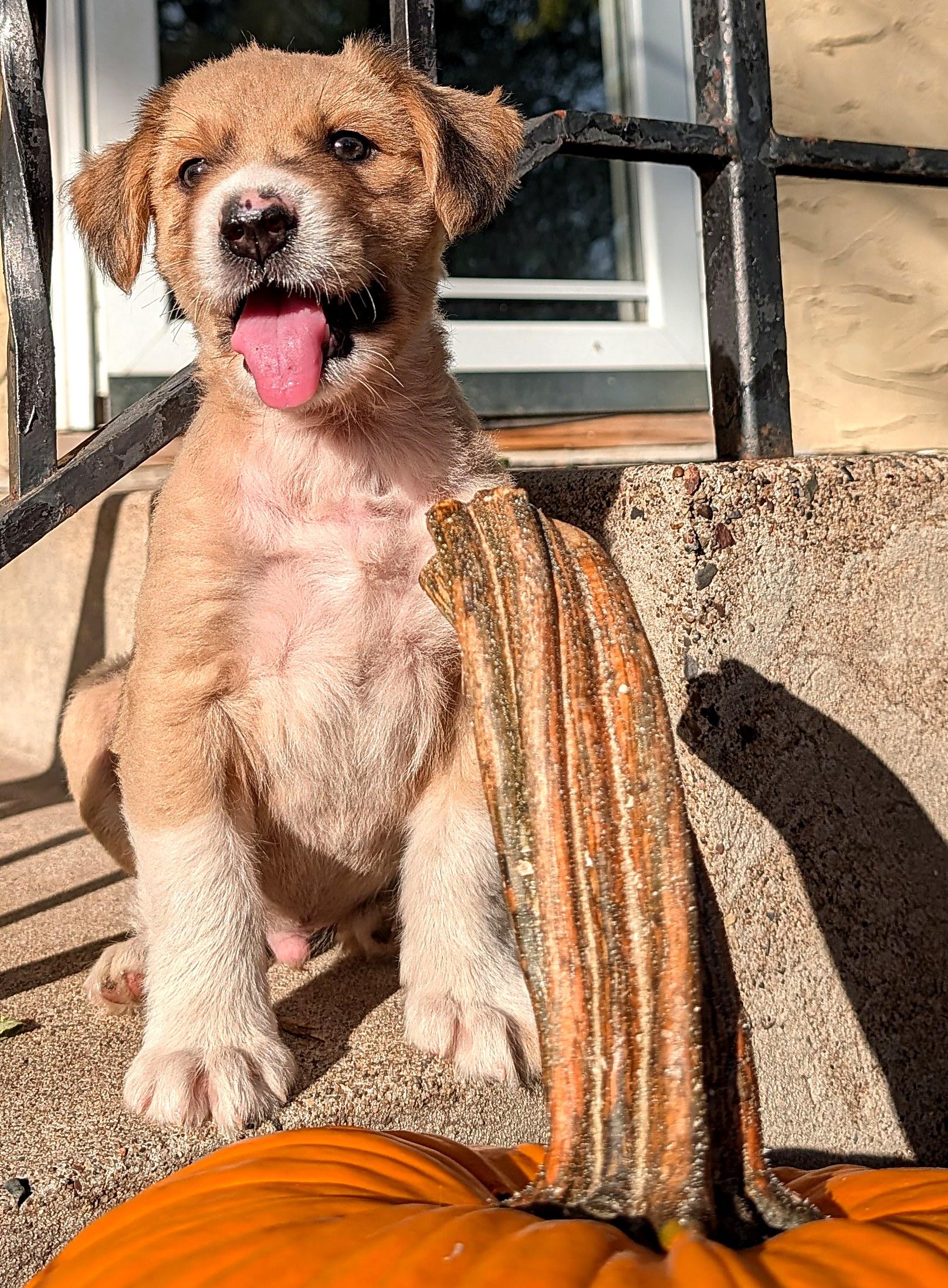 Enlarge Tex, a Adoptable mixed breed in Minneapolis, MN image 2/6