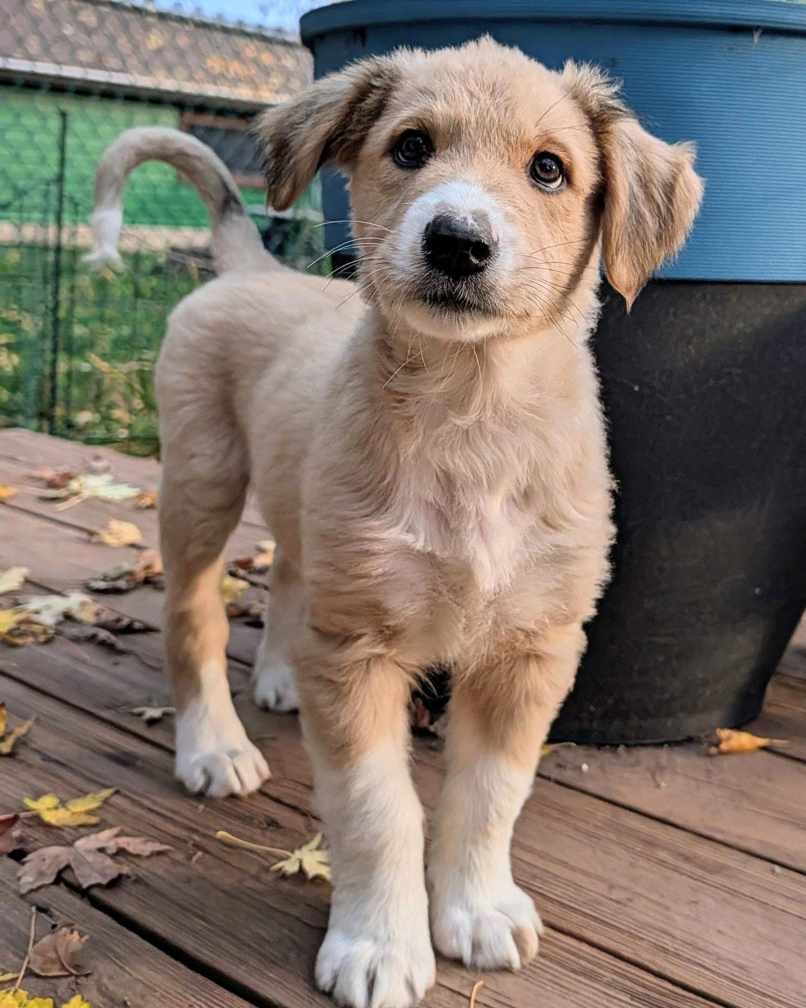 Enlarge Tex, a Adoptable mixed breed in Minneapolis, MN image 6/6