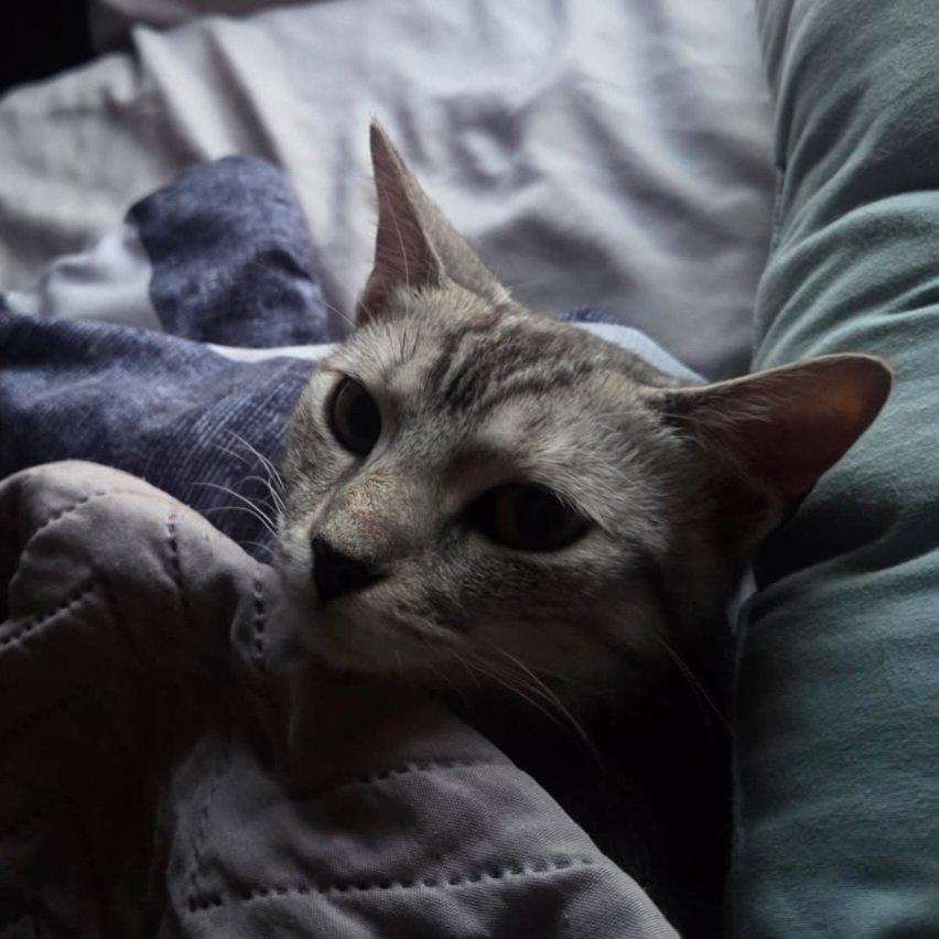 Leia, an adopted Domestic Short Hair in Vine Grove, KY image 2/3