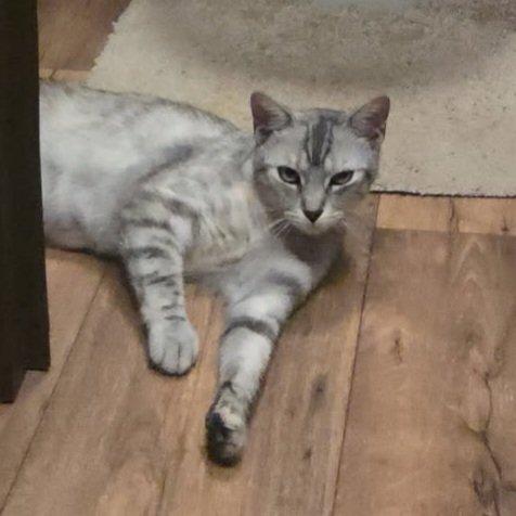 Leia, an adopted Domestic Short Hair in Vine Grove, KY image 1/3