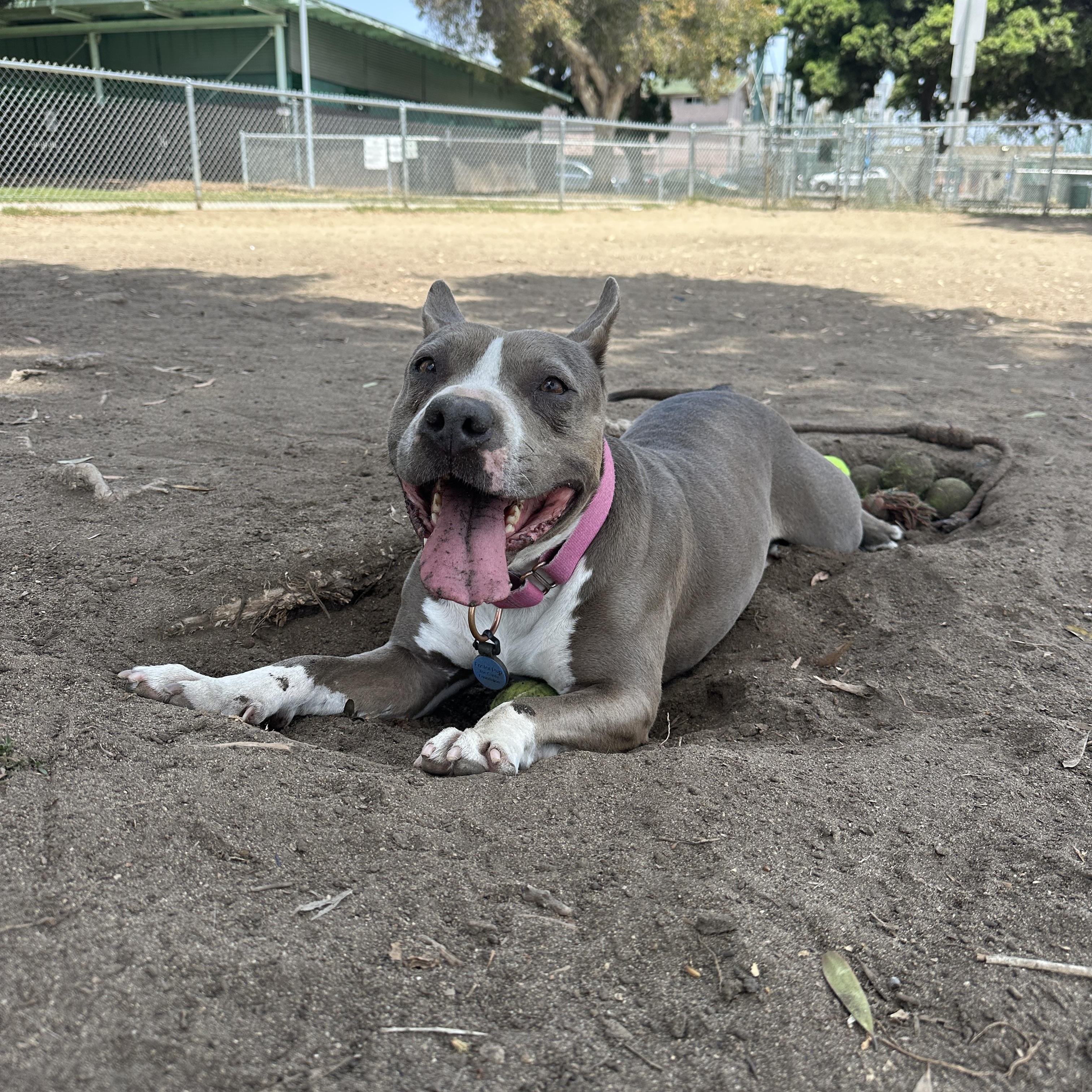 Enlarge Zelda, a Adoptable mixed breed in San Diego, CA image 1/6