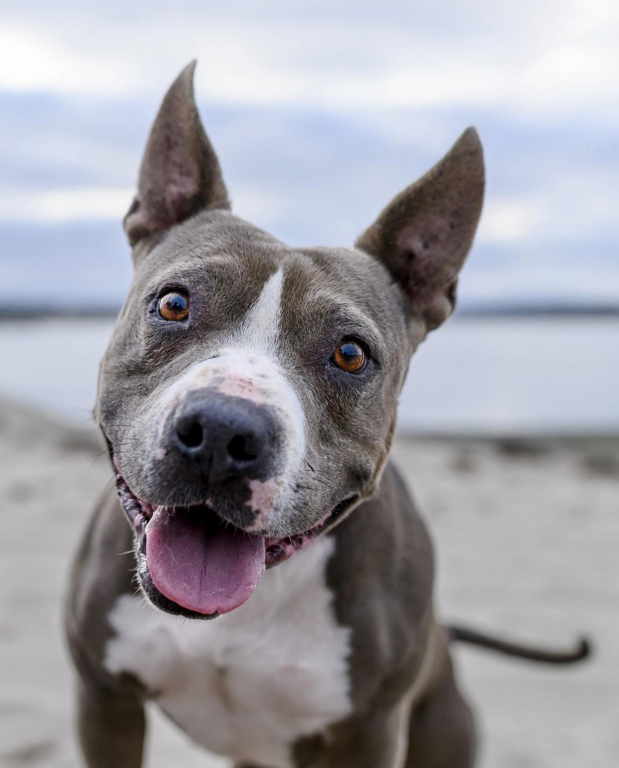 Enlarge Zelda, a Adoptable mixed breed in San Diego, CA image 2/6