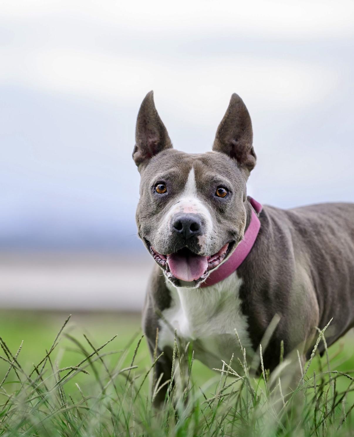 Enlarge Zelda, a Adoptable mixed breed in San Diego, CA image 3/6