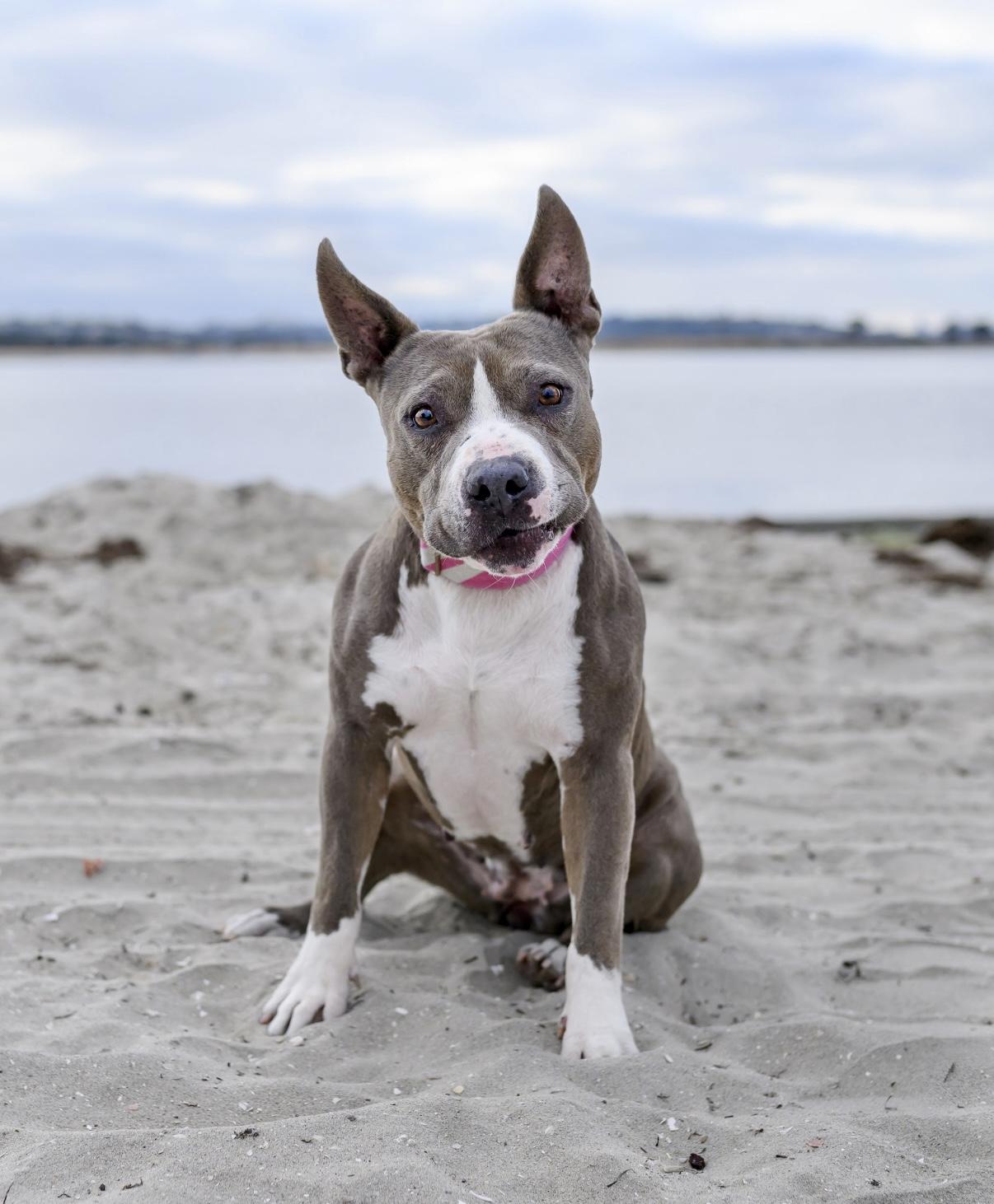 Enlarge Zelda, a Adoptable mixed breed in San Diego, CA image 5/6