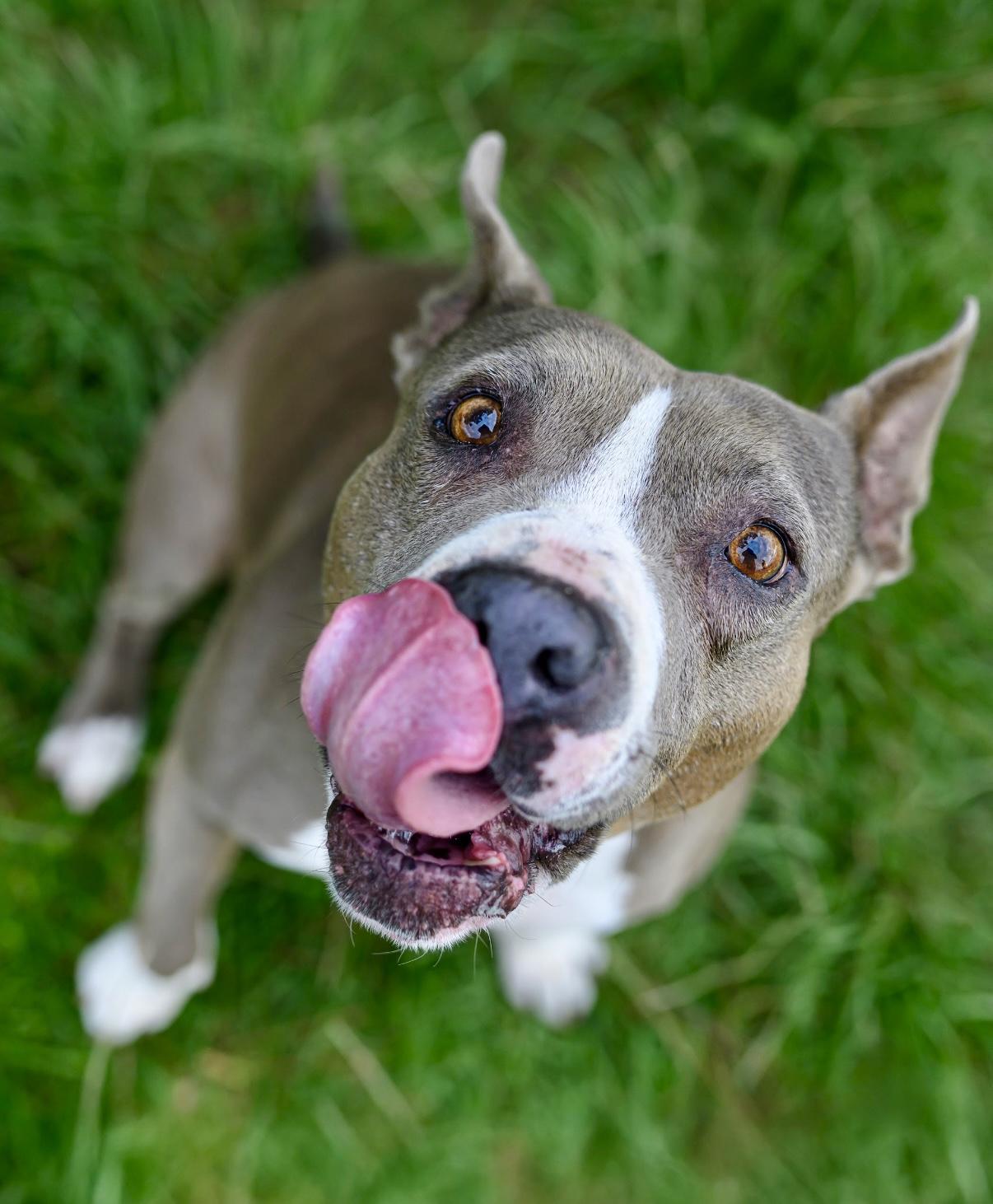 Enlarge Zelda, a Adoptable mixed breed in San Diego, CA image 6/6