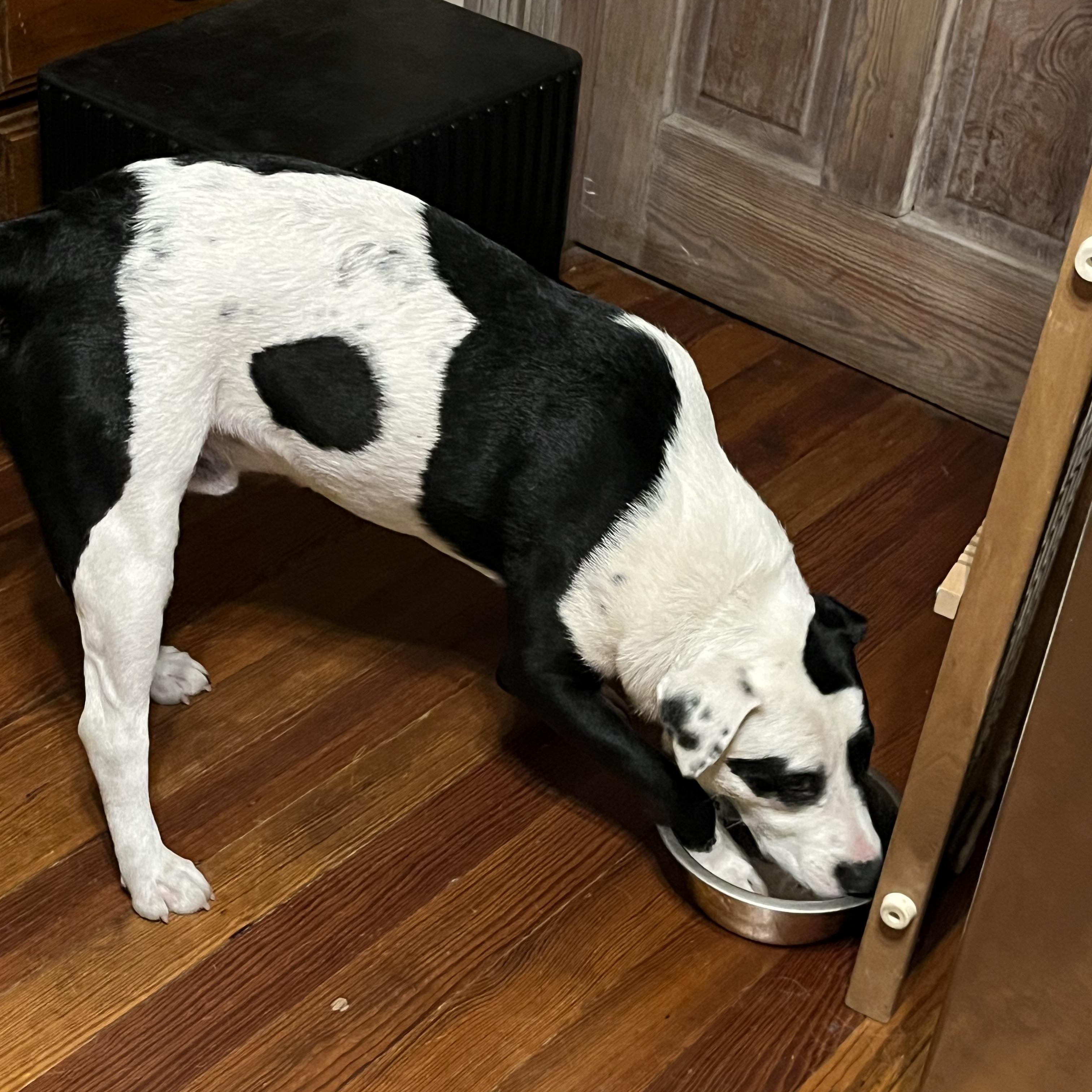 Enlarge Spot, an adopted mixed breed in Springfield, IL image 3/6