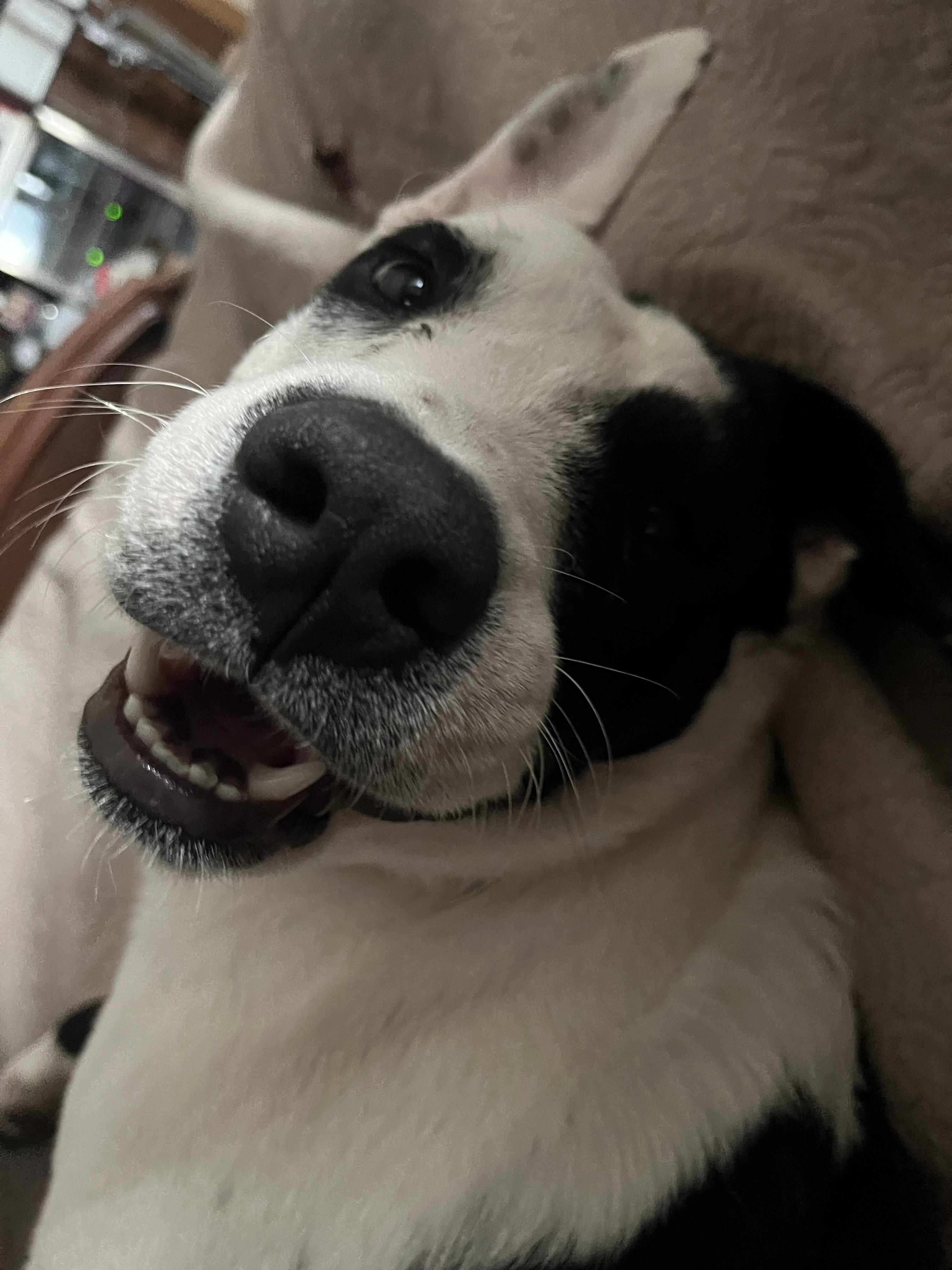 Enlarge Spot, an adopted mixed breed in Springfield, IL image 4/6